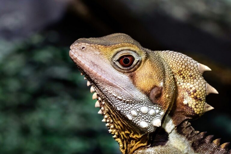 dragon 9683286 1280 768x512