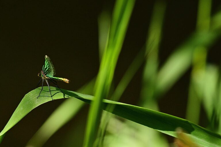 dragon fly 5298749 1280 768x512